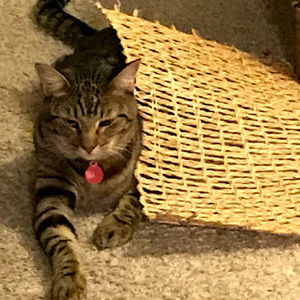 Meet your Posher, Lourdes